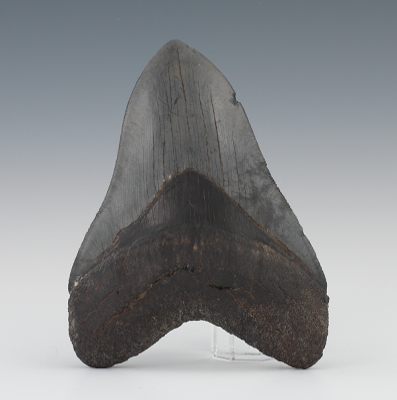 A Large Megalodon Shark's Tooth