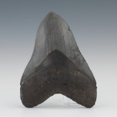 A Large Megalodon Shark's Toot