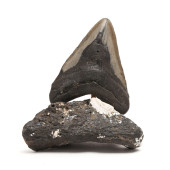 A LARGE MEGALODON TOOTH ON A N