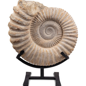 A Large Mounted Nautilus Fossil