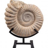 A Large Mounted Nautilus Fossi