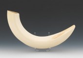 A Large Polished Hippo Tusk We