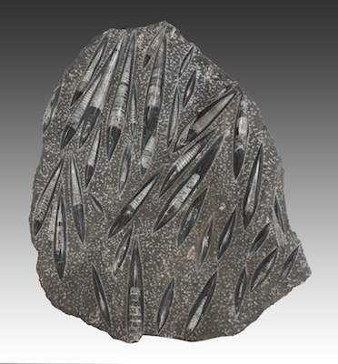 A Large Polished Orthoceras