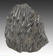 A Large Polished Orthoceras Fo