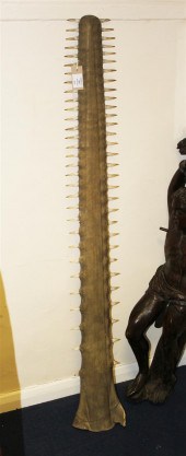 A large sawfish rostrum 55ins