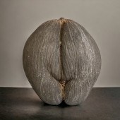 A LARGE UNPOLISHED COCO DER ME