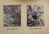 A late Victorian photograph al