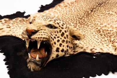 A leopard skin, circa 1935, with