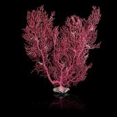 A MAGENTA SEA FAN SPECIMEN, GO