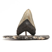 A MAGNIFICENTLY TALL MEGALODON