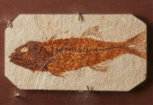 A MIOPLOSUS FISH FOSSIL<br>A m