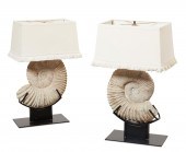 A PAIR OF AMMONITES NOW AS LAM