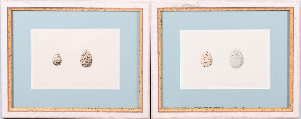, A PAIR OF BIRD EGG SPECIMEN