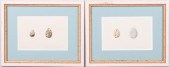 , A PAIR OF BIRD EGG SPECIMEN