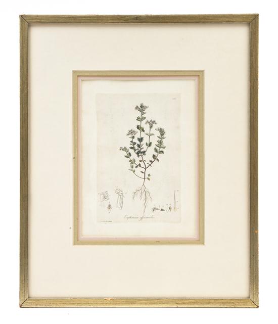 A Pair of Botanical Prints
