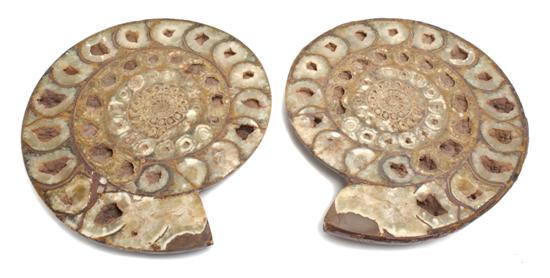 A Pair of Fossilized Ammonites