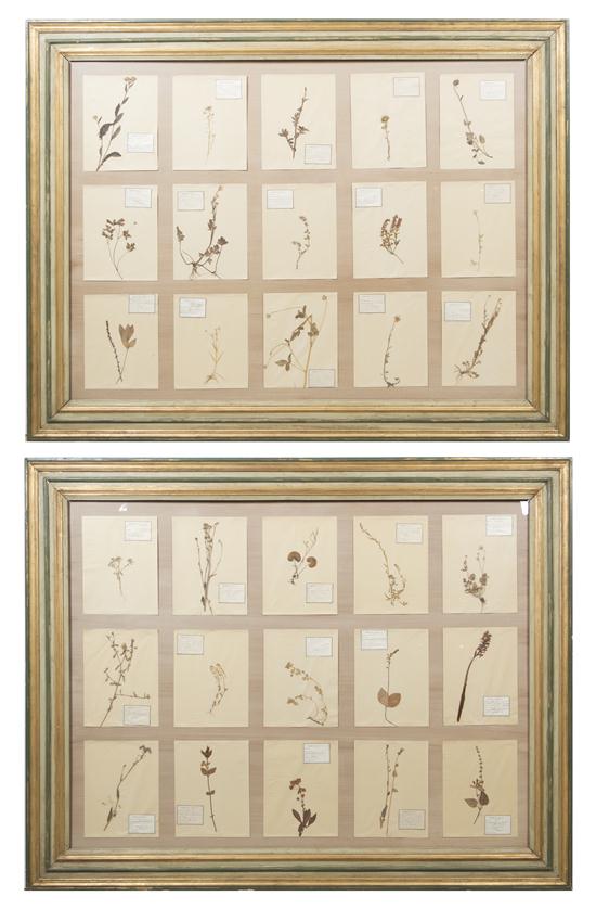 A Pair of Framed Botanical