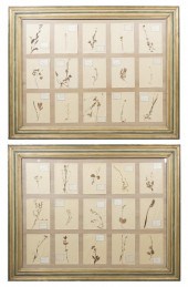 A Pair of Framed Botanical Spe