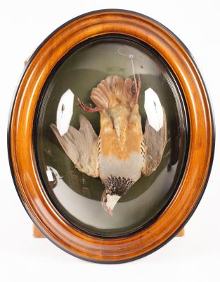 A pair of French stuffed birds, Red