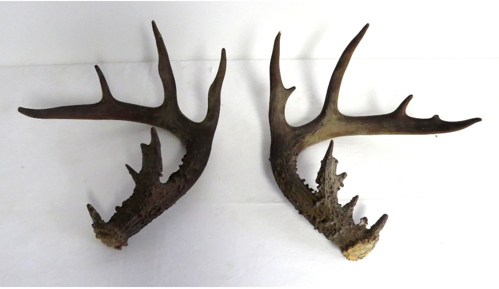 A PAIR OF GNARLY 20 POINT? DEER