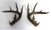 A PAIR OF GNARLY 20 POINT? DEE