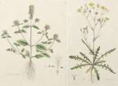 A Pair of Hand Colored Botanic