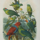 A Pair of Hand Colored Ornitho