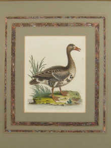 A pair of hand coloured prints of