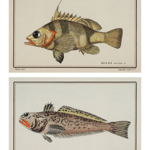A Pair of Ichthyological Prints