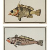A Pair of Ichthyological Print
