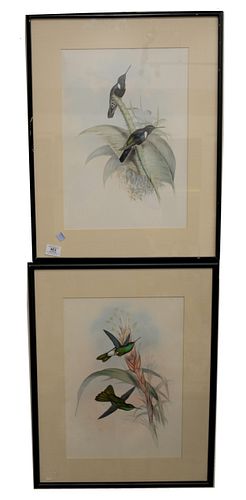 A PAIR OF JOHN GOULD (1804-1881)