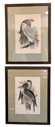 A PAIR OF JOHN GOULD COLORED