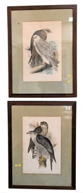 A PAIR OF JOHN GOULD COLORED L