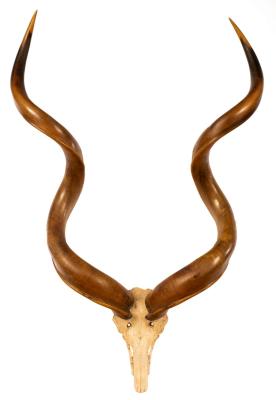 A pair of Kudu horns, mounted
