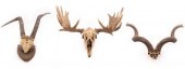 A pair of mounted elk antlers