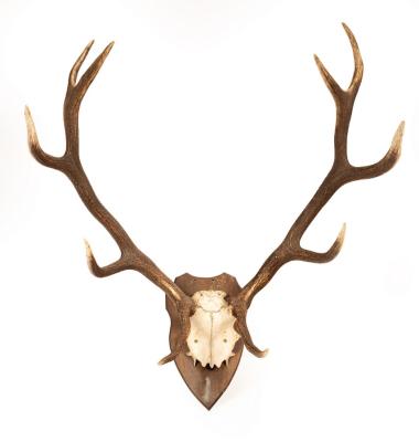 A pair of red deer antlers on a