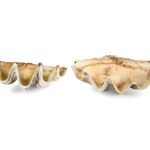 A Pair of Tridacna Gigas Giant Clam