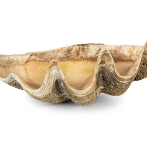 A Pair of Tridacna Gigas Giant Clam