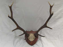 A pair of twelve point antlers