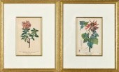 A pair of vintage botanical pr