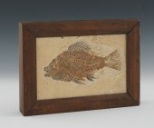 A Perch Fossil on Limestone Ma