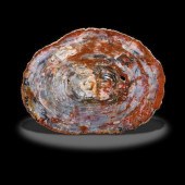 A POLISHED ARIZONA PETRIFIED W