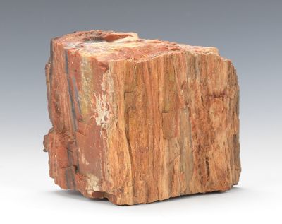 A Section of Petrified Wood