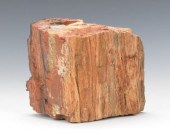 A Section of Petrified Wood Un