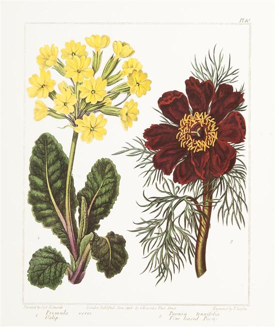 A Set of Four Botanical Prints each