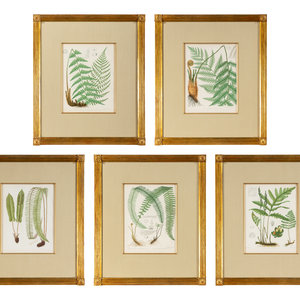 A Set of Seven Botanical Prints