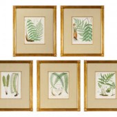 A Set of Seven Botanical Print