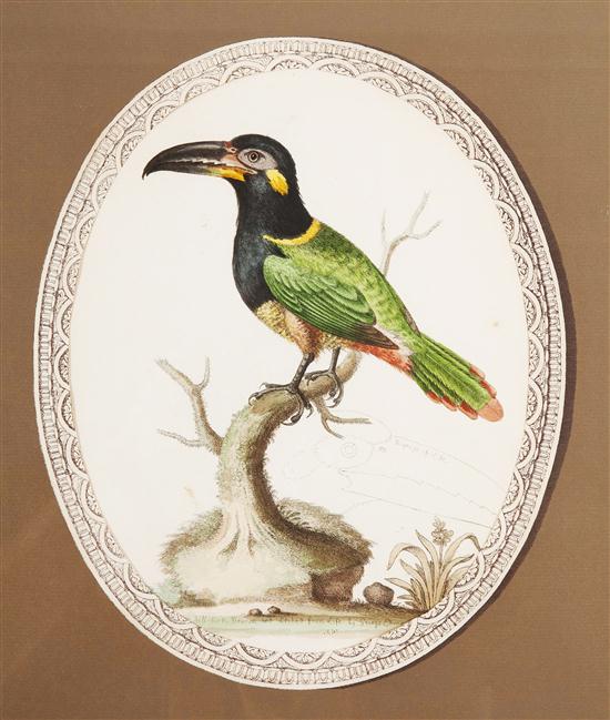 A Set of Three Ornithological