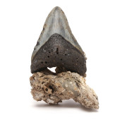 A SPECTACULAR FOSSILIZED NORTH