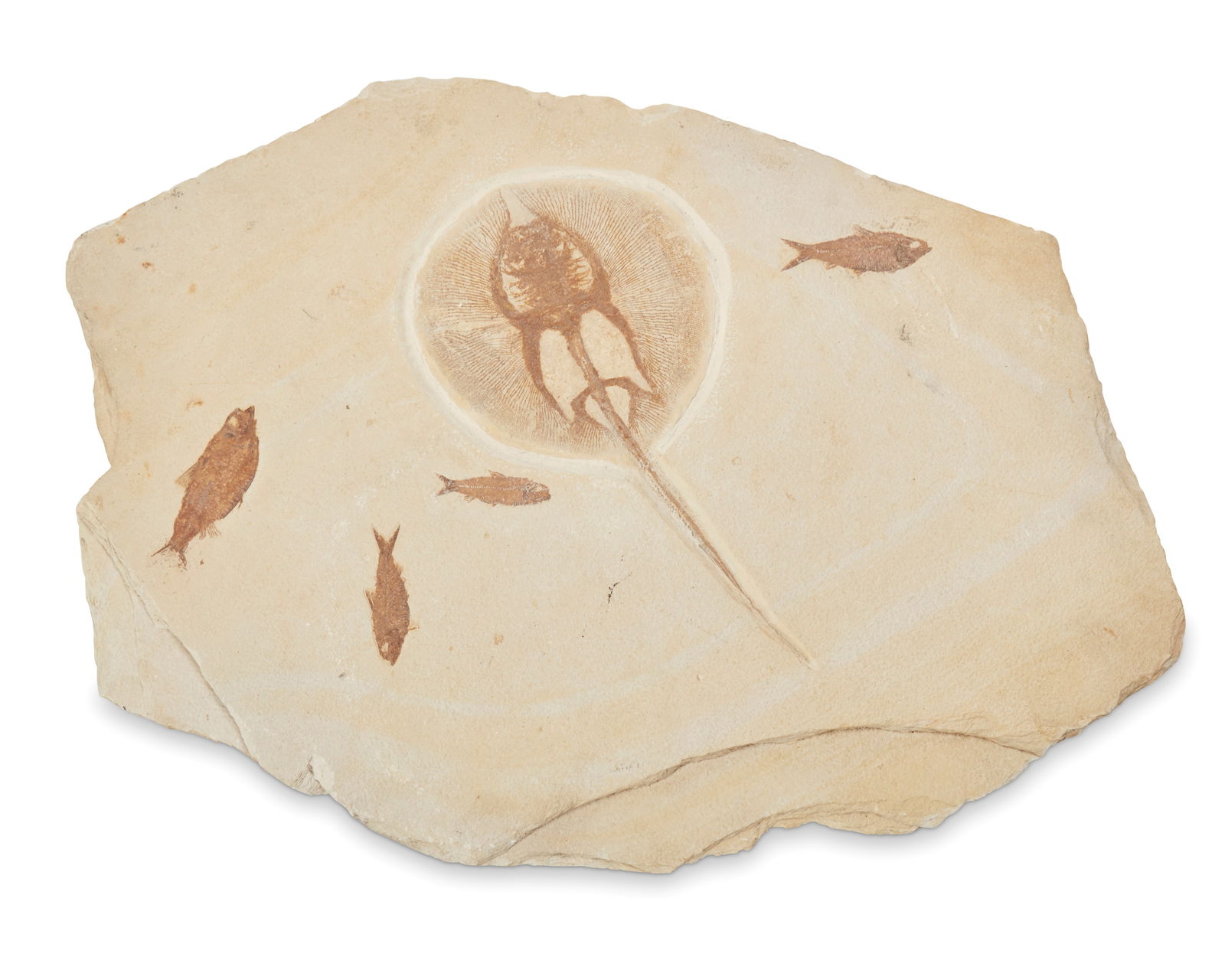 A STINGRAY AND FISH FOSSIL